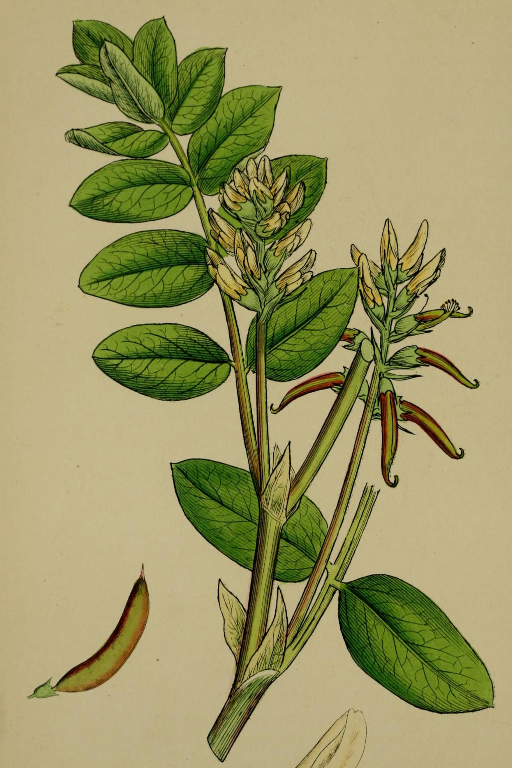 Astragalus — sacred wood-herb of Mesopotamian medicine